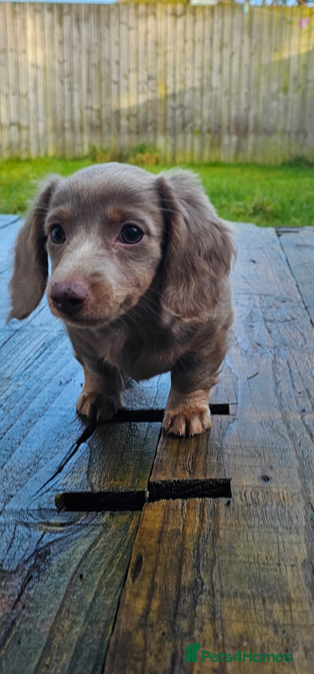 Miniature Dachshund dogs Isabella/Tan Long Hair Miniature Dachshund Pups - Advert 6