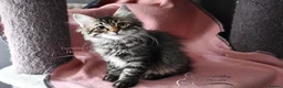 Siberian cats for sale: Siberian Kitens from Tunguska House Cattery - Advert 19