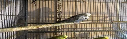 Budgerigars birds for sale: Young budgies for sale - Advert 7