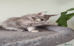 Maine Coon cats for sale: Maine Coon Kitten 3 - Fully health tested and Tica registered  - Image 29