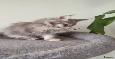 Maine Coon cats in Great Missenden - Advert 3