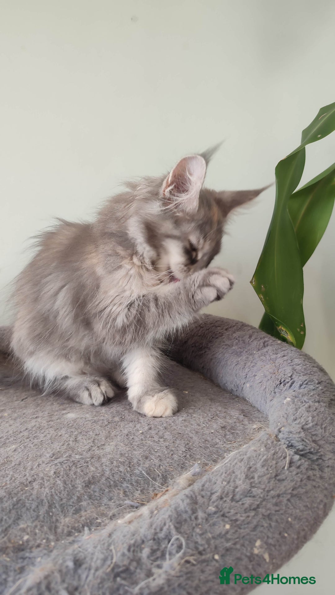 Maine Coon cats for sale: Maine Coon Kitten 3 - Fully health tested and Tica registered  - Image 29