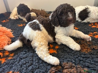 Newfypoo dogs F1B Parti Newfypoo - Advert 7