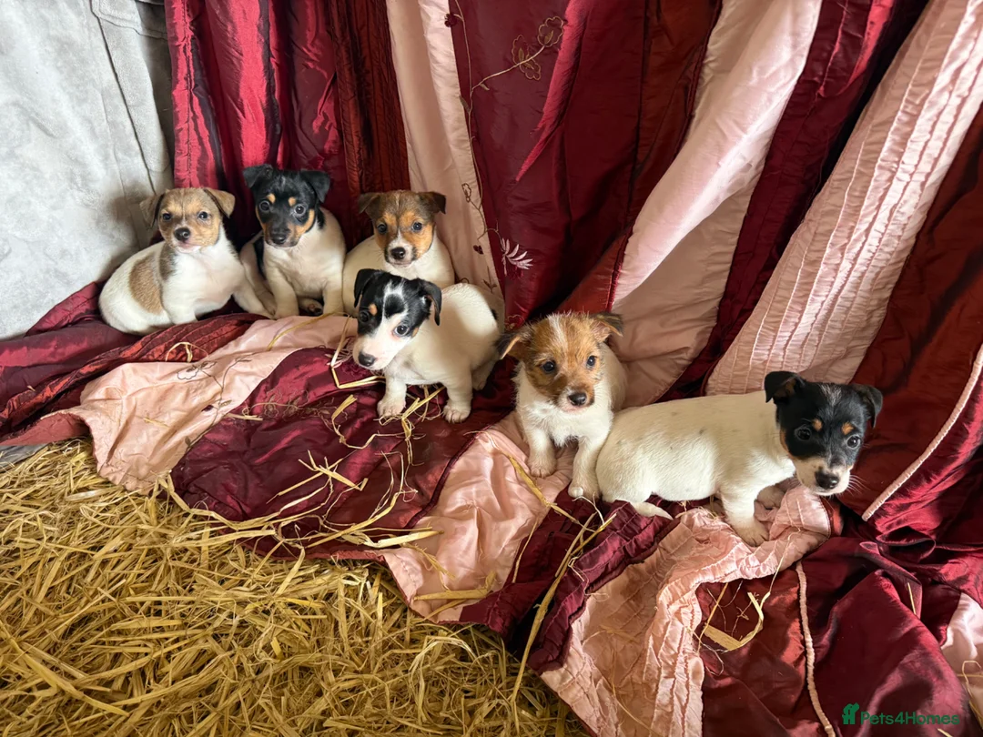 Jack Russell dogs for sale: Jack Russell puppies ready now  - Advert 2