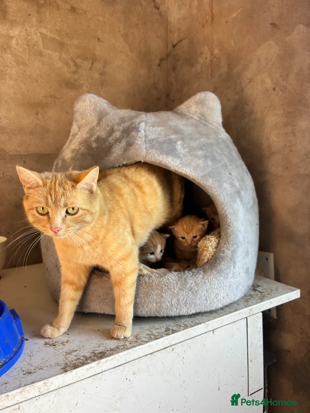 British Shorthair cats for sale: 1 boy and 1 girl kitten for sale  in Oswestry - Advert 5