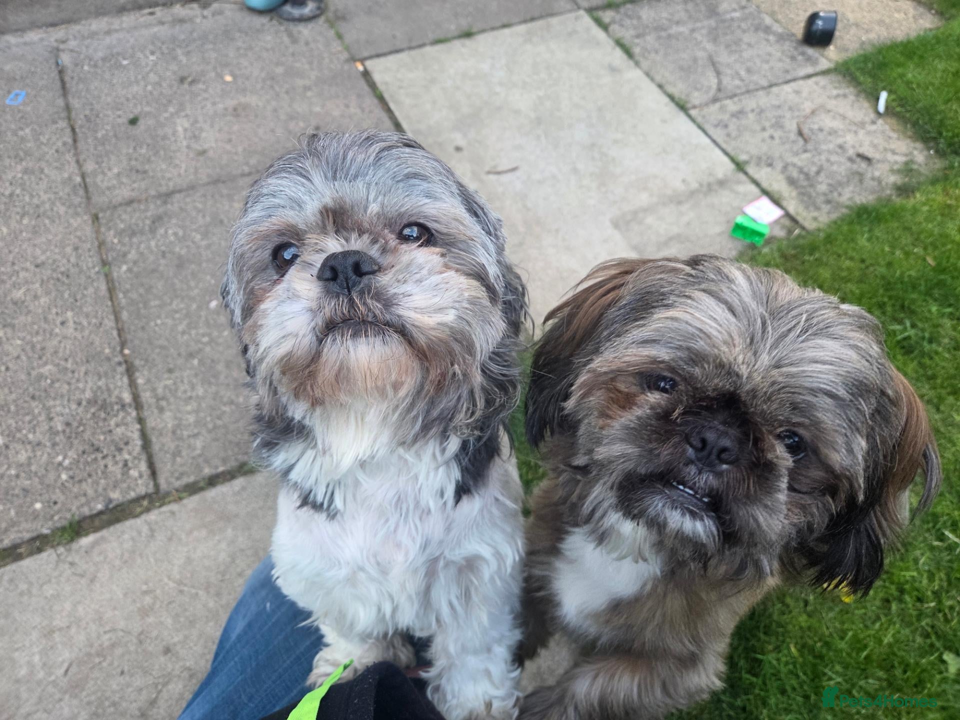 Shih Tzu dogs 2 male 1 female shih tzu  - Advert 1