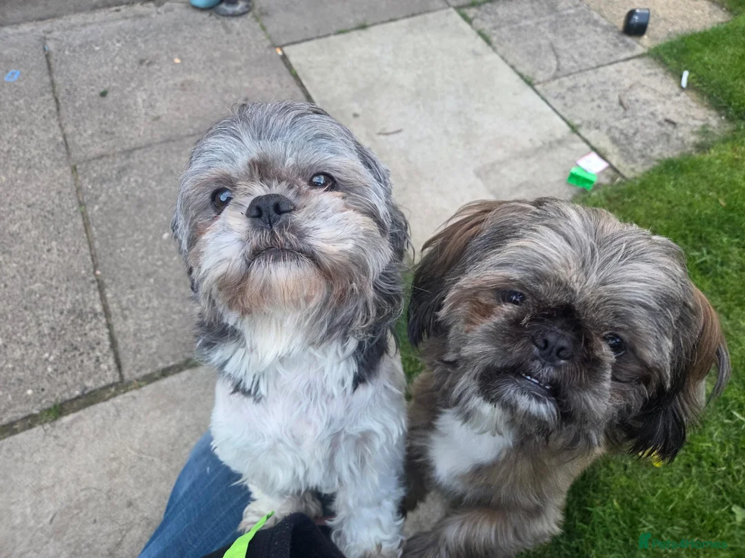 Shih Tzu dogs for sale: 2 male 1 female shih tzu  in Hartlepool - Advert 1