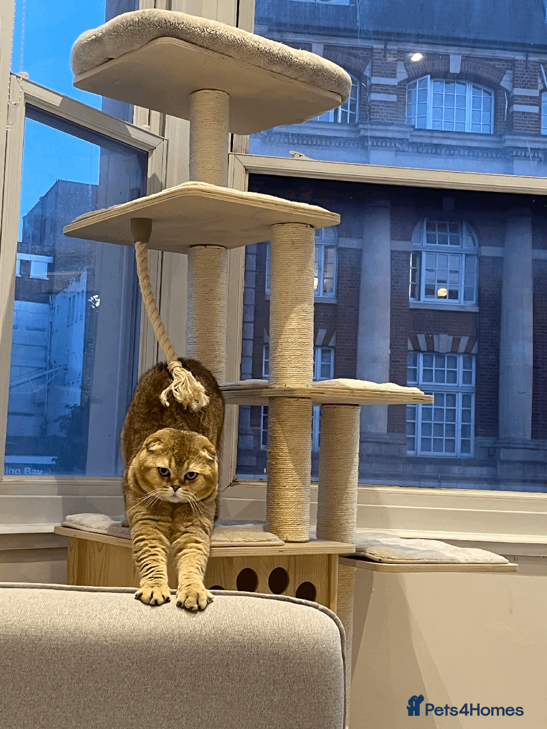 Scottish Fold cats for sale: Beautiful Scottish Fold Cat Looking 4 Loving Home - Image 9