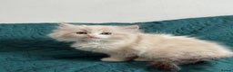 Ragdoll cats for sale: Beautiful Ragdoll kittens TICA - Advert 24