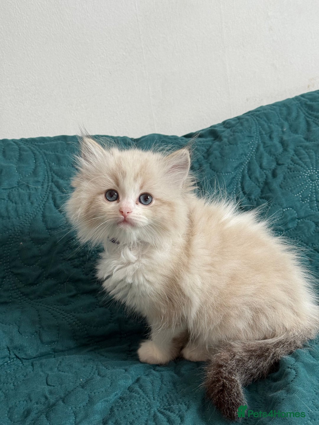 Ragdoll cats for sale: Beautiful Ragdoll kittens TICA - Advert 24