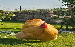 Chickens poultry for sale: Pure Breed Buff & Rare Orpingtons 9 month Pullets - Image 2
