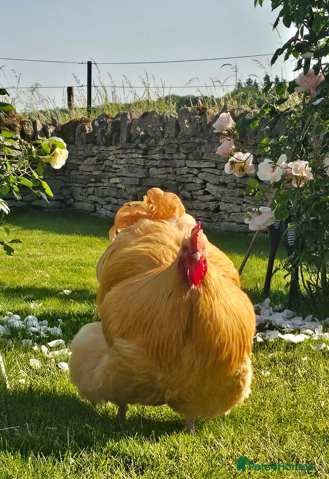 Chickens poultry for sale: Pure Breed Buff & Rare Orpingtons 9 month Pullets - Image 2