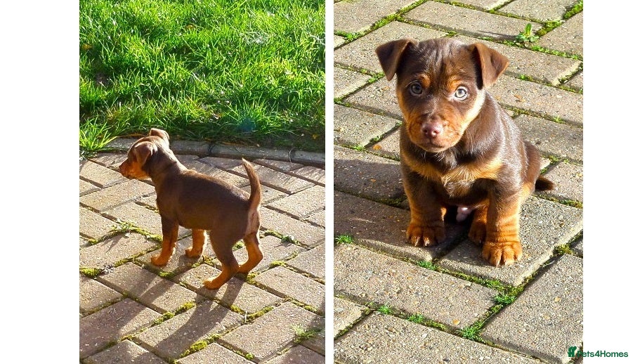 Jack Russell dogs Jack Russell MUCH WENLOCK in STEVENAGE - Advert 1