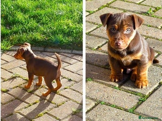 Jack Russell dogs Jack Russell MUCH WENLOCK in STEVENAGE - Advert 1