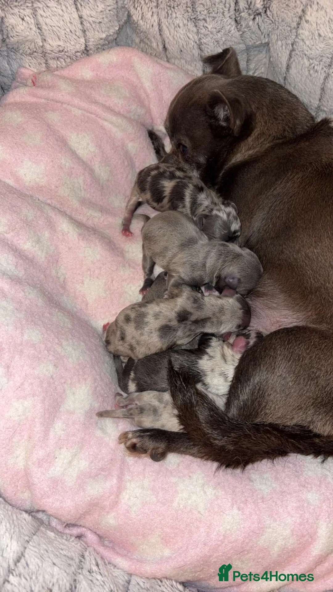 Chihuahua dogs for sale: 6 beautiful chihuahuas  - Advert 2