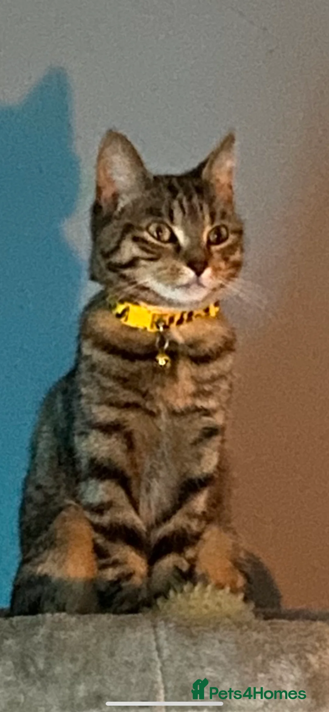 Mixed Breed cats for sale: Kittens - Advert 1