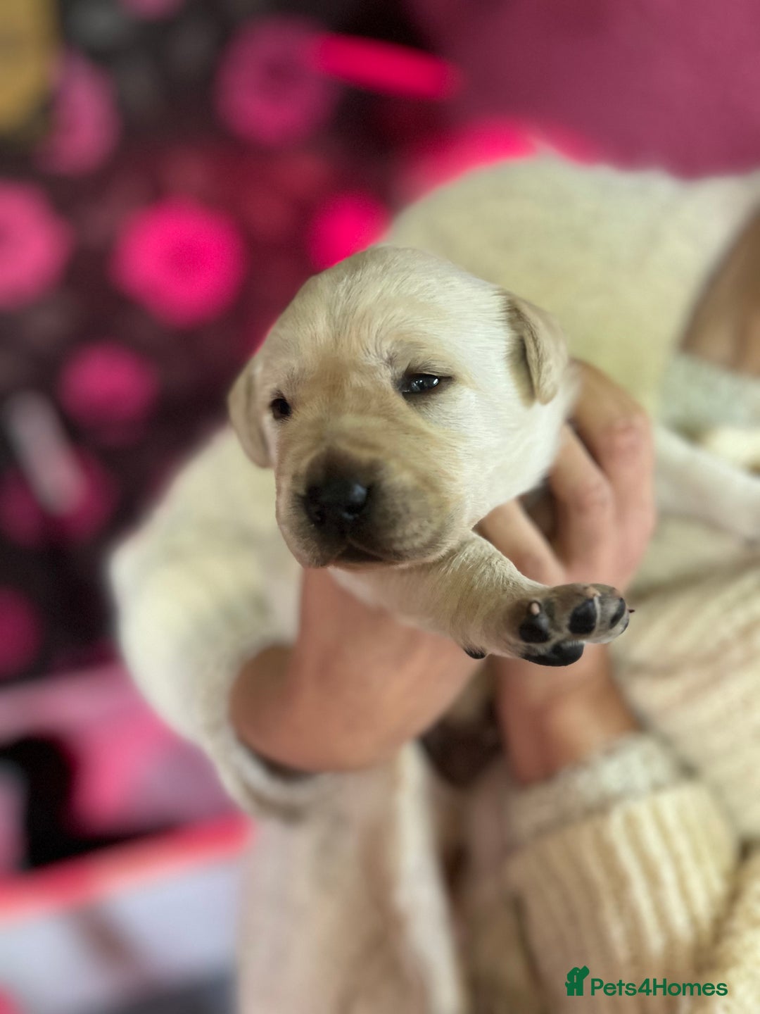 Labrador Retriever dogs for sale: KC Registered Royal Bloodline Puppies - Advert 2