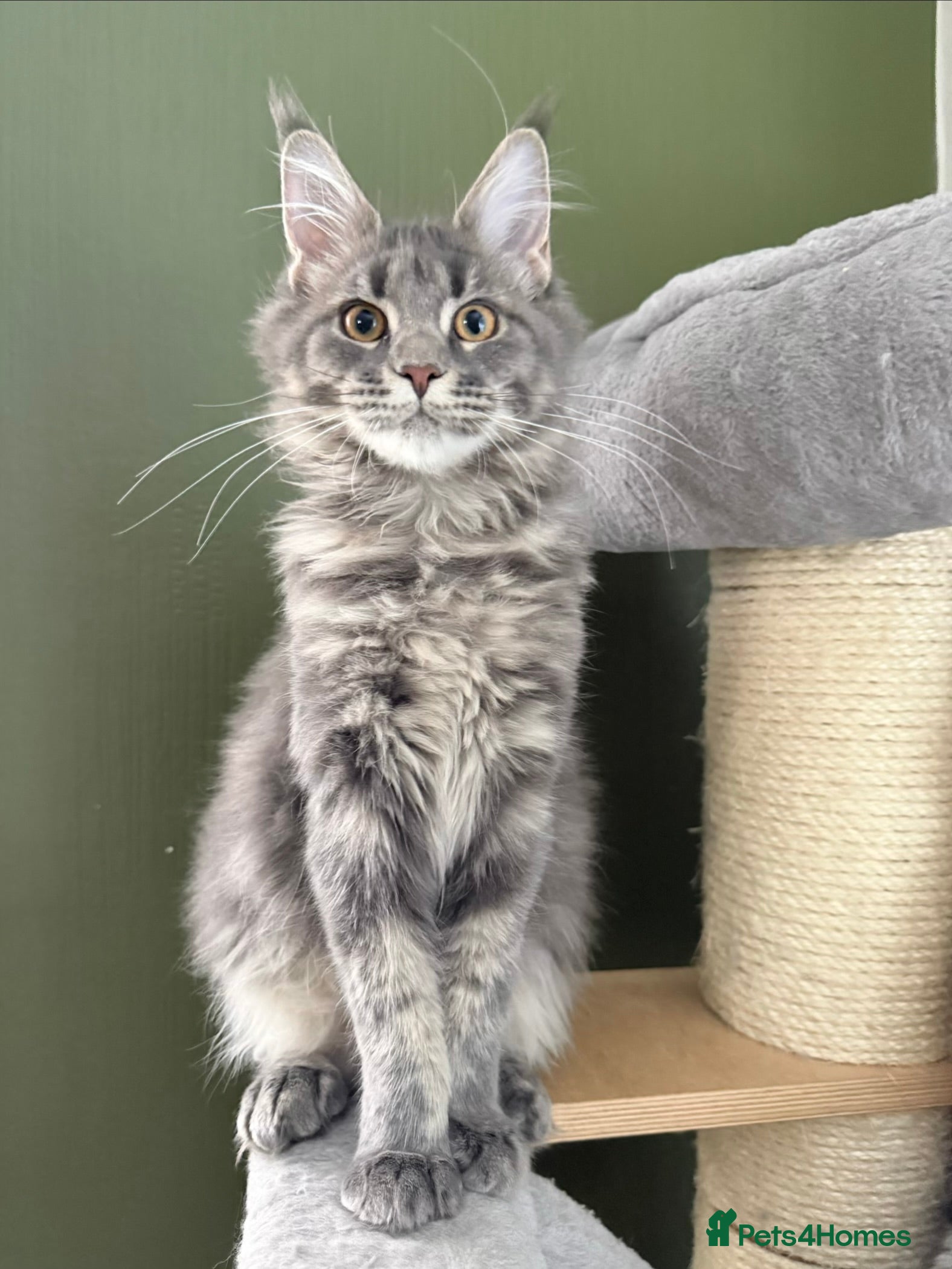 Maine Coon cats for sale: Big lines Maine Coon kittens  - Advert 2