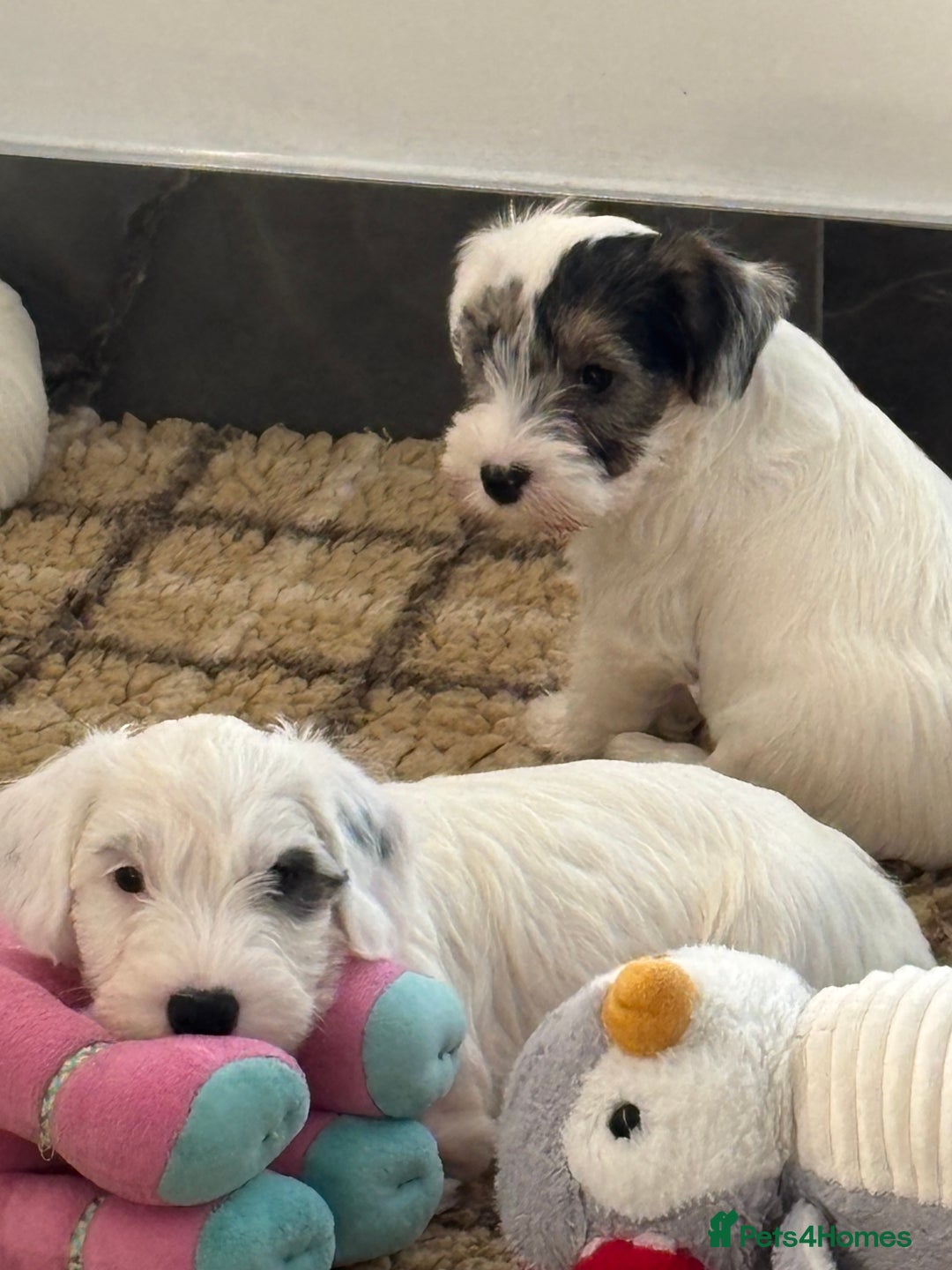 Sealyham Terrier dogs for sale: Stunning Sealyham Terriers  - Advert 13