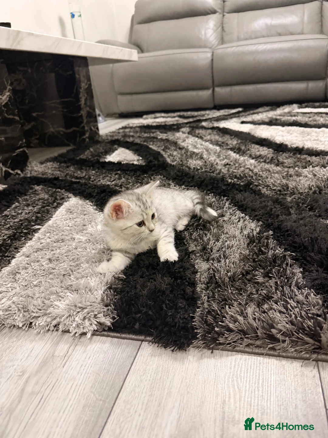 Scottish Fold cats for sale: Scottish straight  - Advert 2