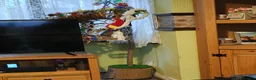 Conures birds for sale: 3 female conures in Stoke-on-Trent - Advert 17