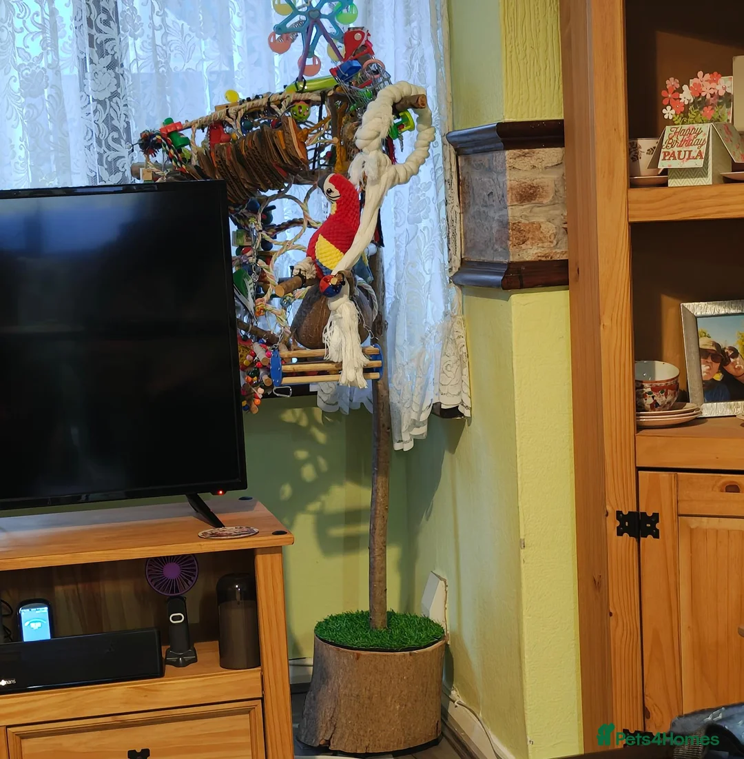 Conures birds for sale: 3 female conures in Stoke-on-Trent - Advert 17