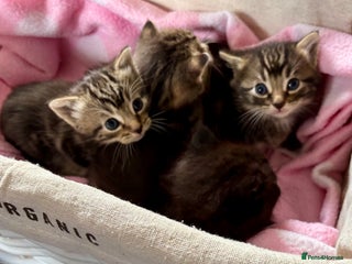 Domestic Shorthair cats Beautiful Kittens for sale - Advert 6