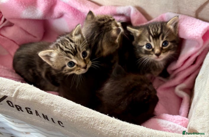 Domestic Shorthair cats Beautiful Kittens for sale - Advert 11