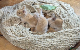 Angora rabbits for sale: Gorgeous Pedigree Full Faced Angora  - Image 23