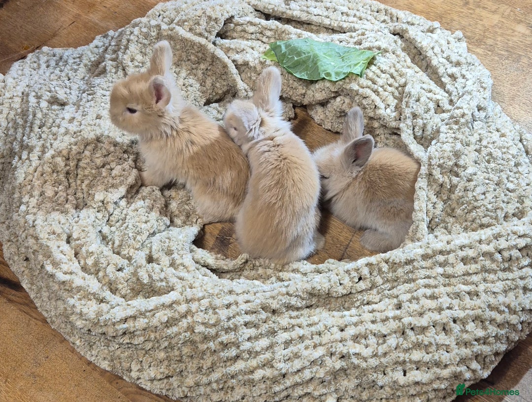 Angora rabbits for sale: Gorgeous Pedigree Full Faced Angora  - Image 23
