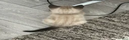 Mixed Breed cats for sale: Title: Stunning Persian x Ragdoll x Siamese Female in Sawbridgeworth - Advert 7