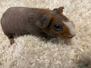 Guinea Pig rodents * RARE FULL BREED SKINNY PIG BABIES! - Advert 5