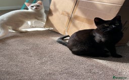 British Shorthair cats for sale: 2 beautiful kittens. Indoor only. Ideal go 2gether - Image 12