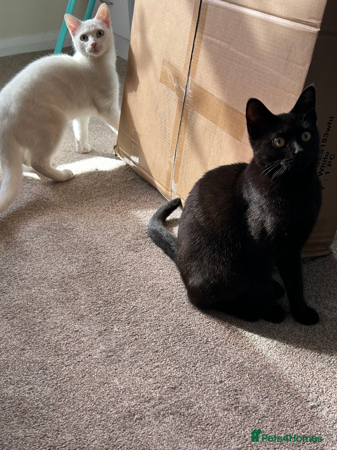 British Shorthair cats for sale: 2 beautiful kittens. Indoor only. Ideal go 2gether - Image 12