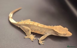 Gecko reptiles for sale: Female Crested Gecko - Image 5