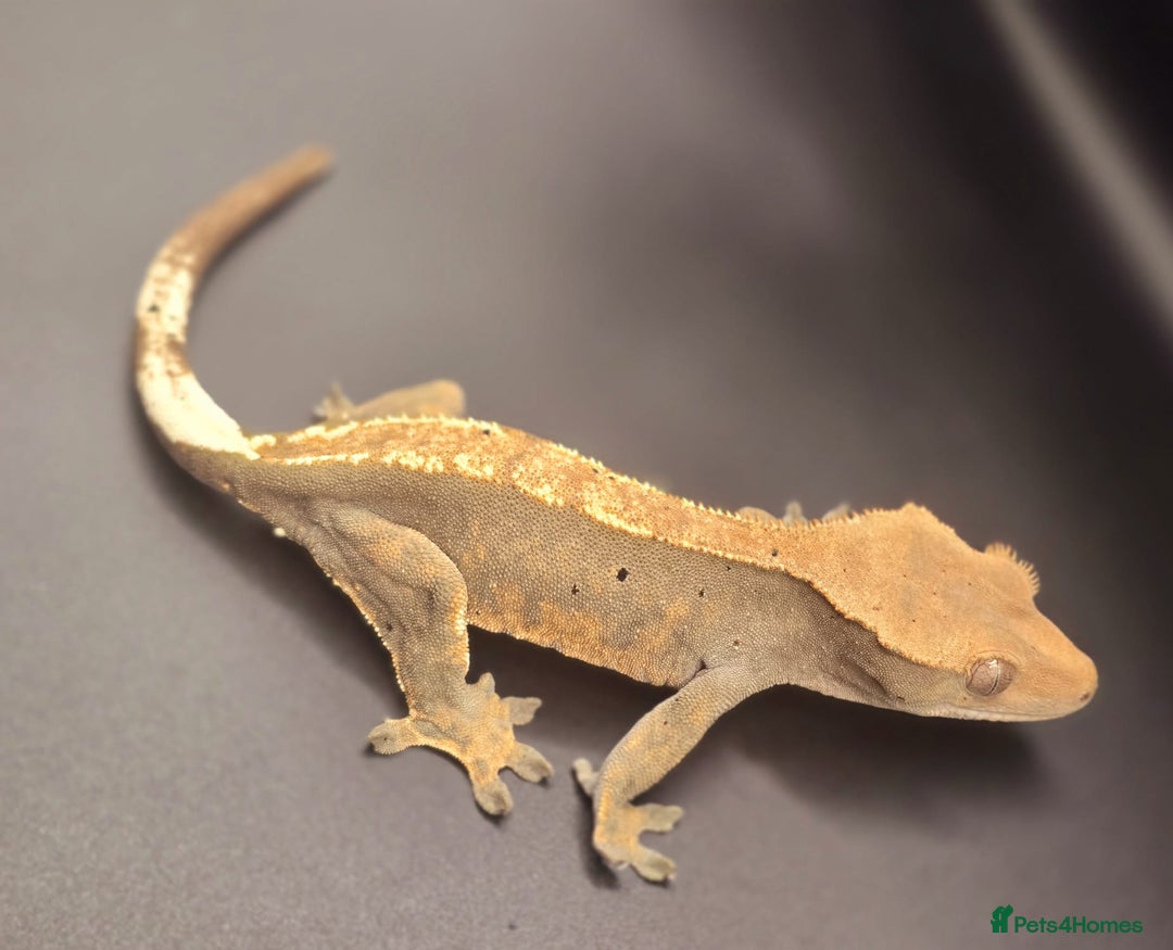 Gecko reptiles for sale: Female Crested Gecko - Image 5