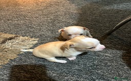 Chihuahua dogs for sale: Puppy  - Image 19