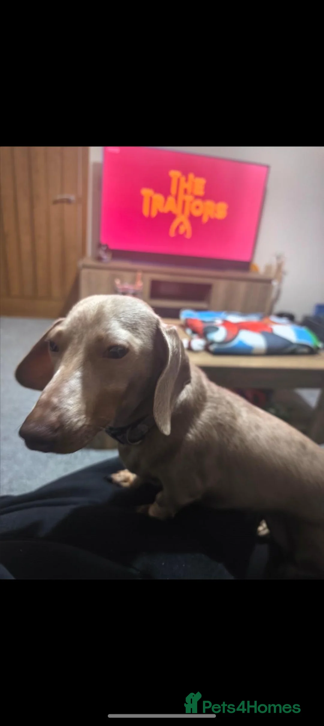 Miniature Dachshund dogs for sale: Miniature dachshund  - Advert 8