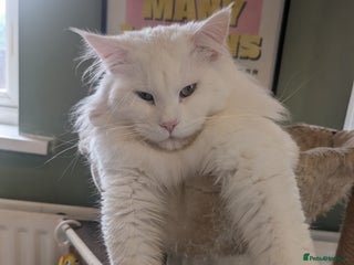 Maine Coon cats in Sunderland - Advert 16