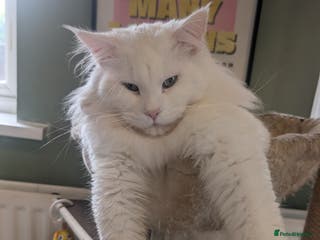 Maine Coon cats Beautiful polydactyl white Maine coon for stud in Sunderland - Advert 6