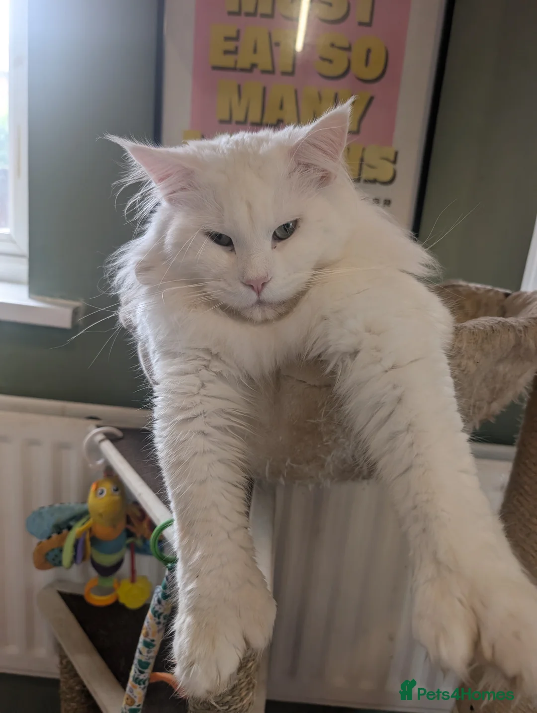 Maine Coon cats for stud: Beautiful polydactyl white Maine coon for stud  in Sunderland - Advert 1