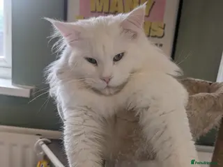 Maine Coon cats Beautiful polydactyl white Maine coon for stud in Sunderland - Advert 2