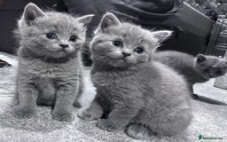 Russian Blue cats for sale: Russian blue kittens 2 males 2 females ready now.  - Image 13