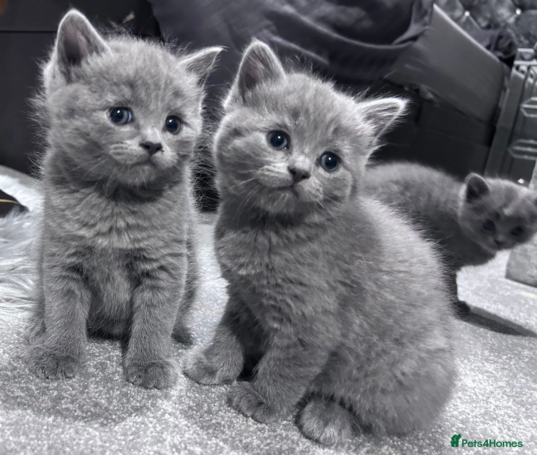 Russian Blue cats for sale: Russian blue kittens 2 males 2 females ready now.  - Image 13
