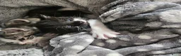 Mixed Breed cats for sale: 4 Beautiful Mix Breed Little Kittens For Sale - Advert 3