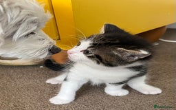 Mixed Breed cats for sale: READY NOW, 3 BEAUTIFUL TABBY BOYS (with Bengal)  - Image 9