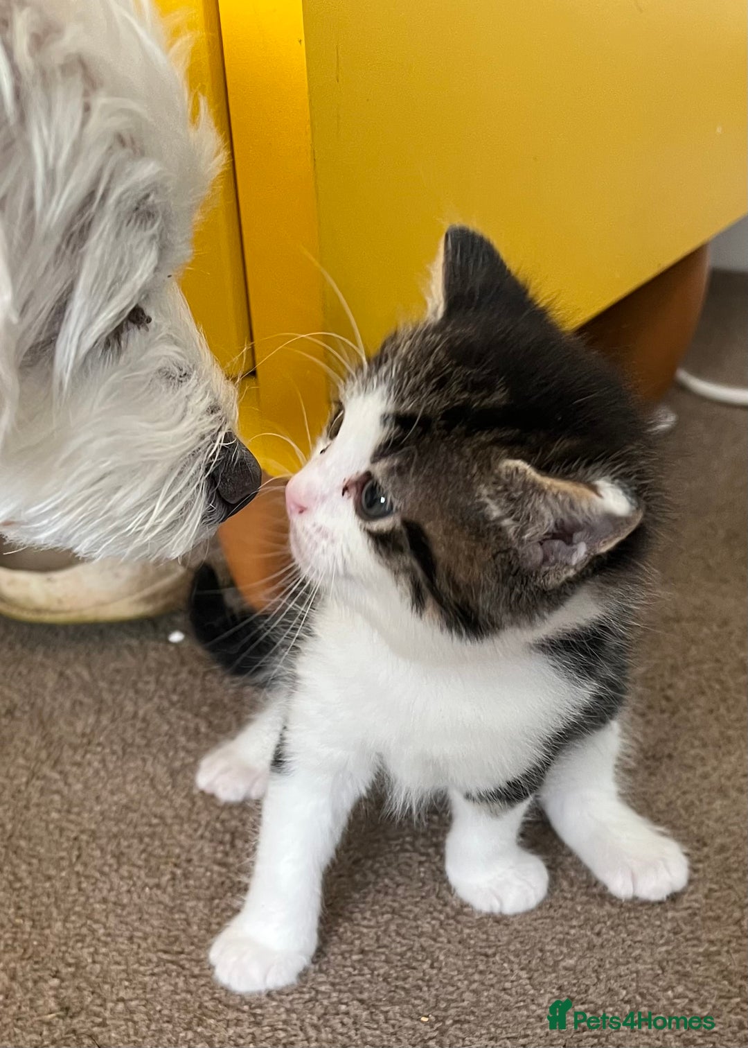 Mixed Breed cats for sale: READY NOW, 3 BEAUTIFUL TABBY BOYS (with Bengal)  - Image 9
