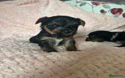 Yorkshire Terrier dogs for sale: Miniature Yorkshire Terrier Puppies  - Image 10
