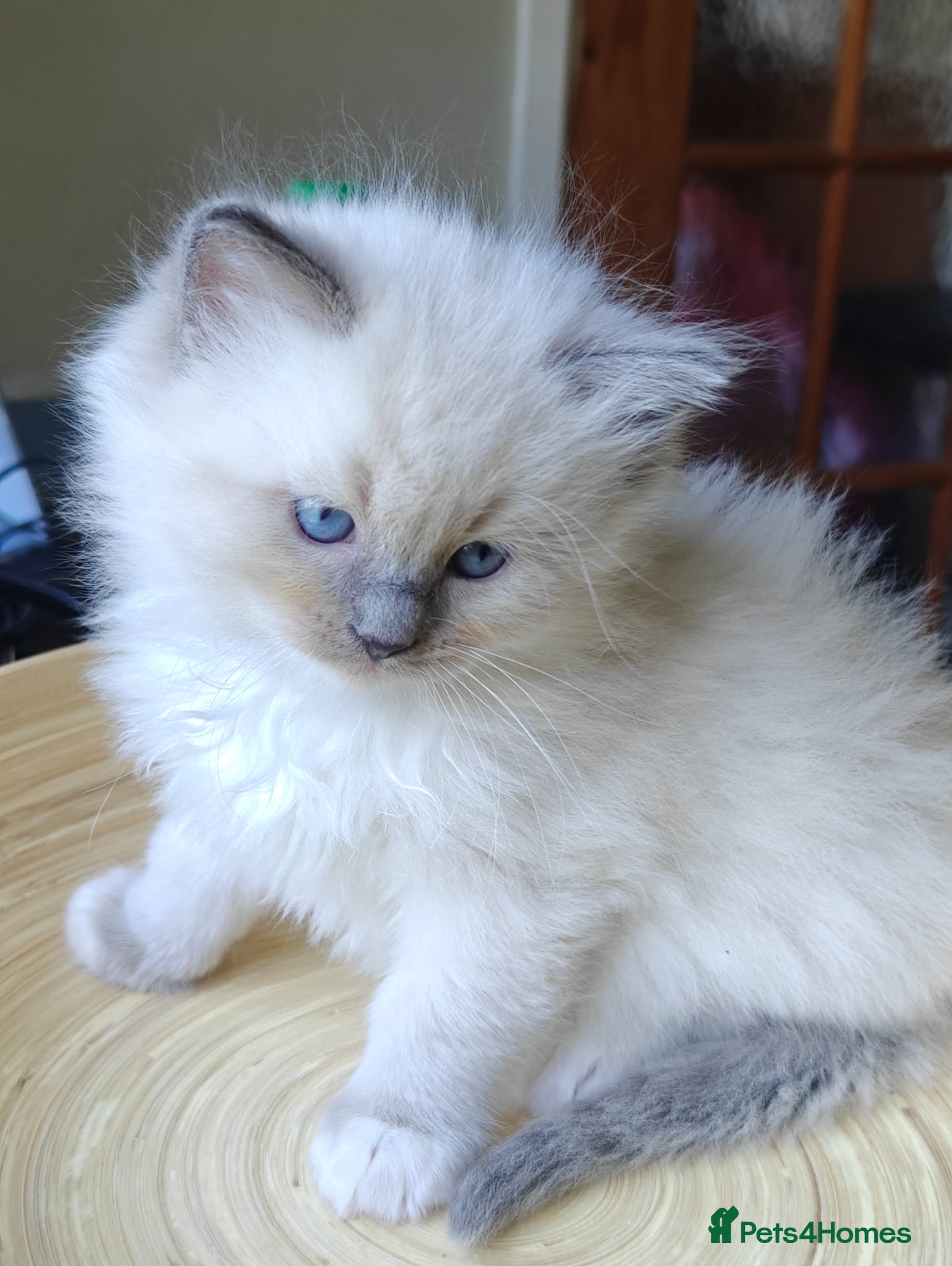 Ragdoll cats My stunning Ragdoll kittens - Advert 2