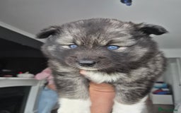 Pomsky dogs for sale: F2 blue eyed female pomsky - Image 7